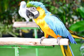 Beautiful colorful   macaw  parrots in the zoo .Thailand