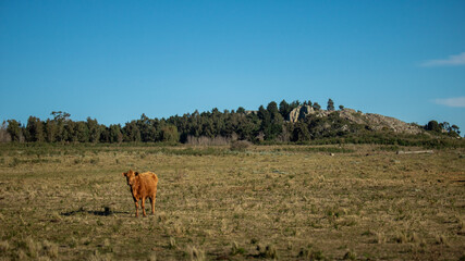cow in a farm by a hill