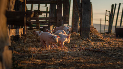 Pigs on a farm at sunset