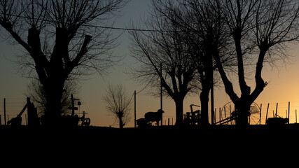sheeps silhouette in a farm at sunset