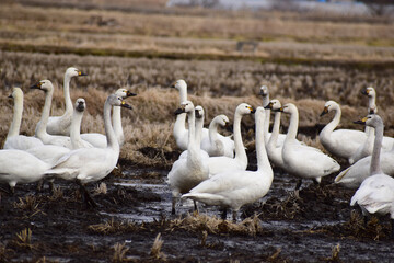 収穫後の田んぼに下りた白鳥の群れ