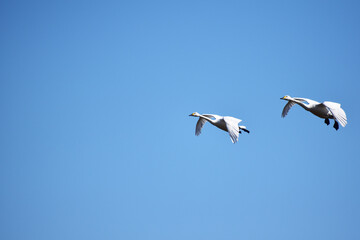 青空を飛ぶ二羽の白鳥