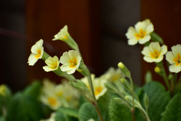 花壇の黄色いプリムラ