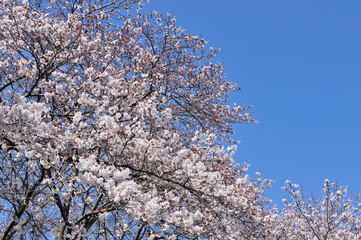 桜
