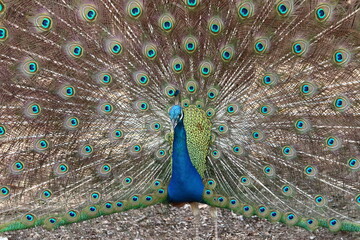 Naklejka premium A male peacock in Zanzibar