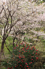 山桜と椿