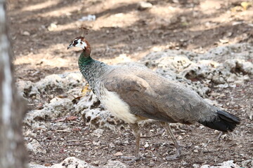 A female Peacock in Zanzibar