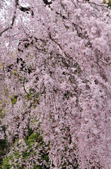 しだれ桜