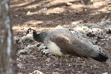 A female Peacock in Zanzibar