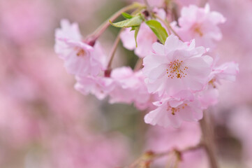 Fototapeta premium しだれ桜