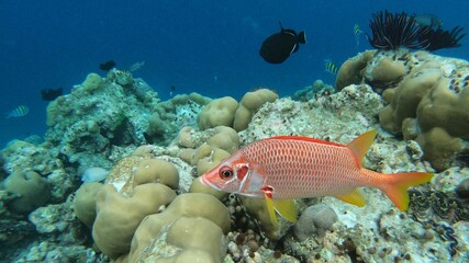 Naklejka na ściany i meble Diving in the Maldives