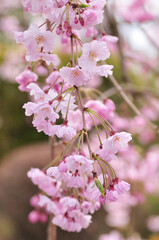 しだれ桜