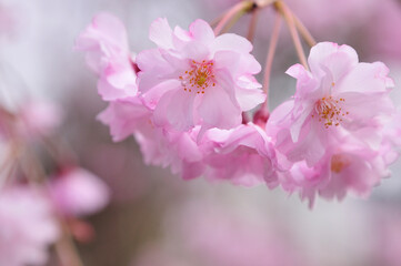 しだれ桜