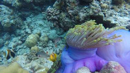 Diving in the Maldives