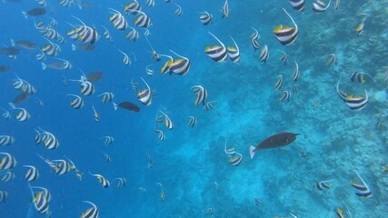 Fototapeta na wymiar Diving in the Maldives