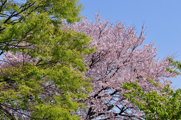 新緑と桜