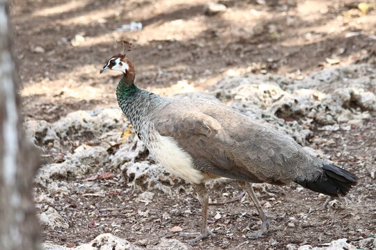 A female Peacock in Zanzibar