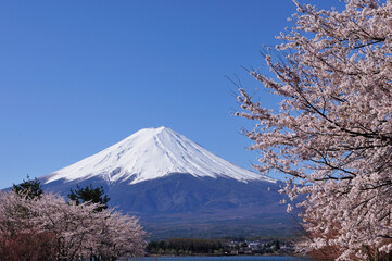 富士と桜
