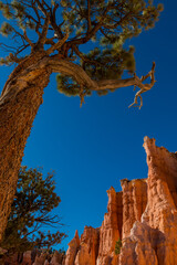 Ponderosa Pine and Hoodoos on The Queens Garden Trail, Bryce Canyon National Park, Utah, USA