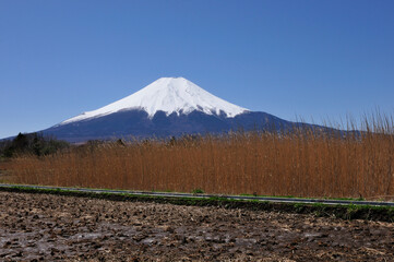 富士山