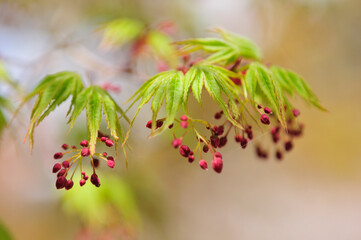 モミジの花芽