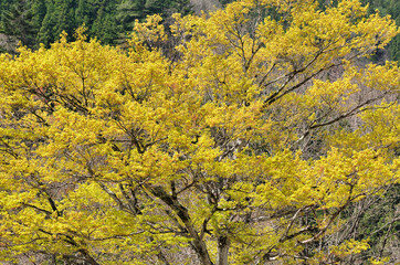 Fototapeta premium モミジの新芽