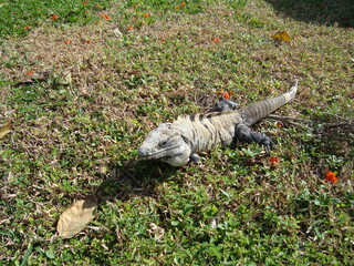 Lagarto en jardín