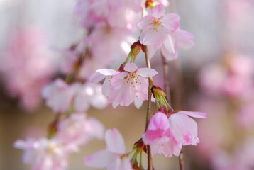しだれ桜