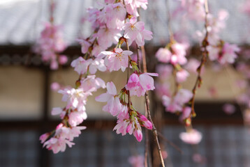 しだれ桜