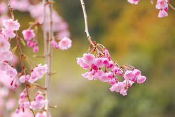 しだれ桜