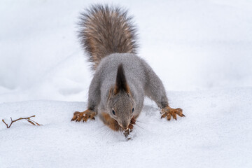 Squirrel hides nuts in the white snow