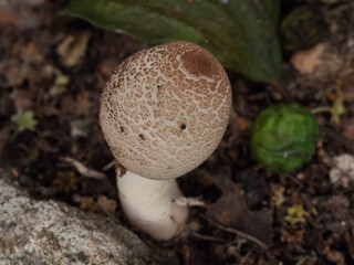 Close-up of mushroom growing on the ground