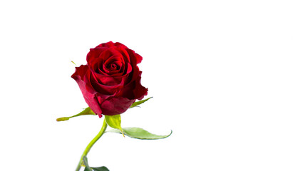 Red rose on a white background. A beautiful romantic flower, a symbol of love. Space for your text. isolate.