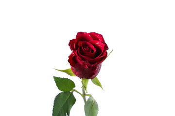 Red rose on a white background. A beautiful romantic flower, a symbol of love. Space for your text. isolate.