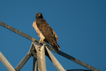 Red tailed hawk perches on an electrical tower in California