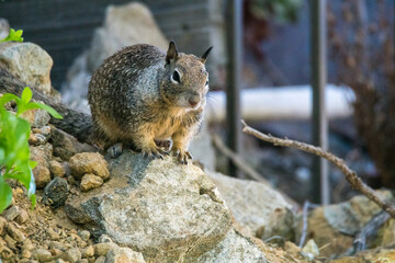 Naklejka na ściany i meble A California ground squirrel explores a suburban backyard
