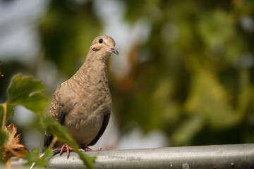 Mourning dove perches in a California backyard