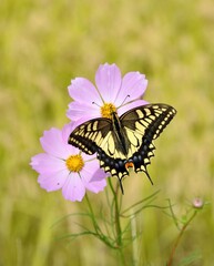 Fototapeta na wymiar 蝶とコスモスの花