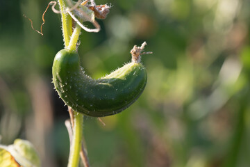 Deformation of cucumber fruit as result of lack of trace elements in plant. Insufficient watering