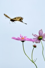 蝶とコスモスの花
