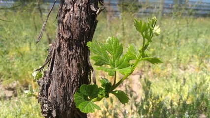 brote verde