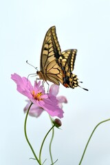 Obraz premium 蝶とコスモスの花