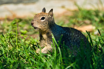 A California ground squirrel eats in a suburban backyard