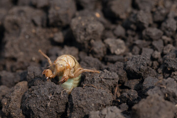 larva of Gryllotalpa gryllotalpa on excavated soil. harmful pest of garden plan.
