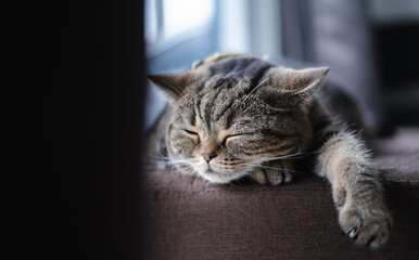cat Cute little Cat sleeping on  sofa at my home cat perfect dream