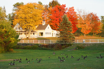house with autumn trees in residential area with goose on front yard © nd700
