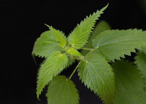 Macro photo of plant nettle. medical herbs on black background. Copy space. Can use as banner