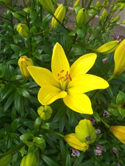 Obraz premium Красоты Амурской Области