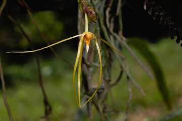 a native orchid species 'Thrixspermum raciborskii' close up photo