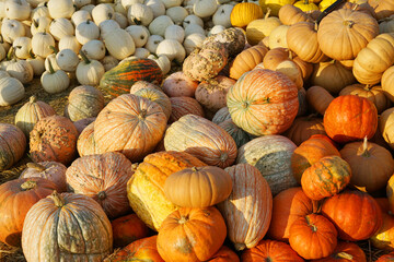 pumpkins in piles in the farm in harvest season